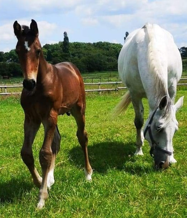 eventing foals for sale - Warmblood Foals